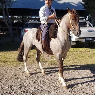 ARNALDO MESAS