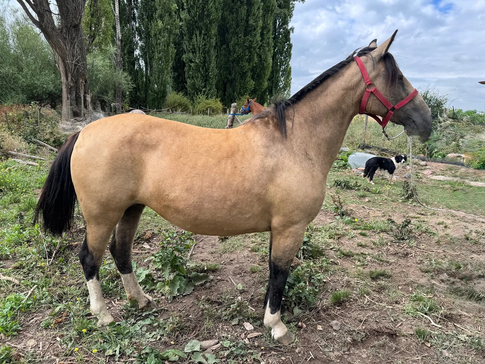 Charque Vela (Ballester)