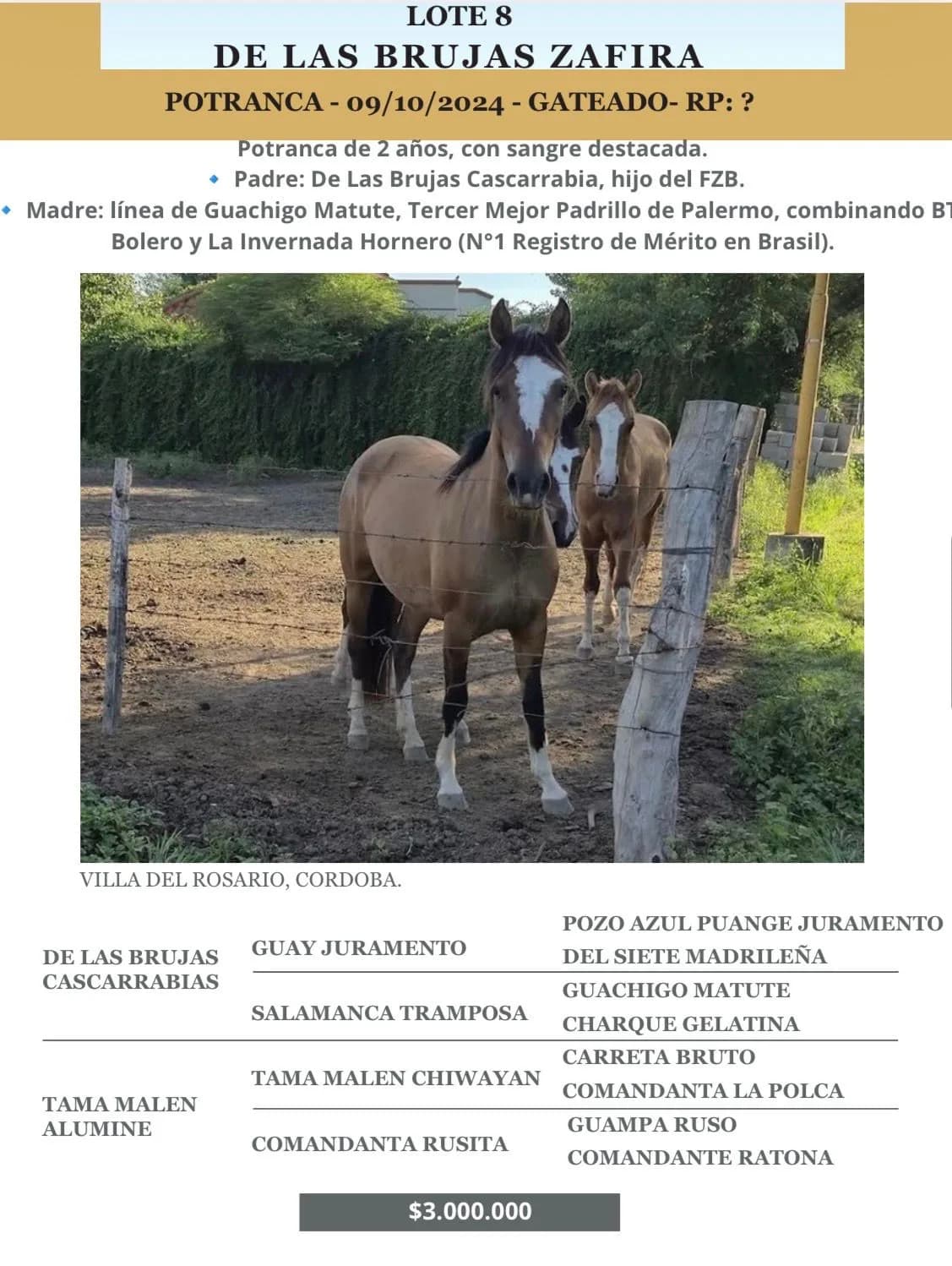 Delas Brujas Zafira