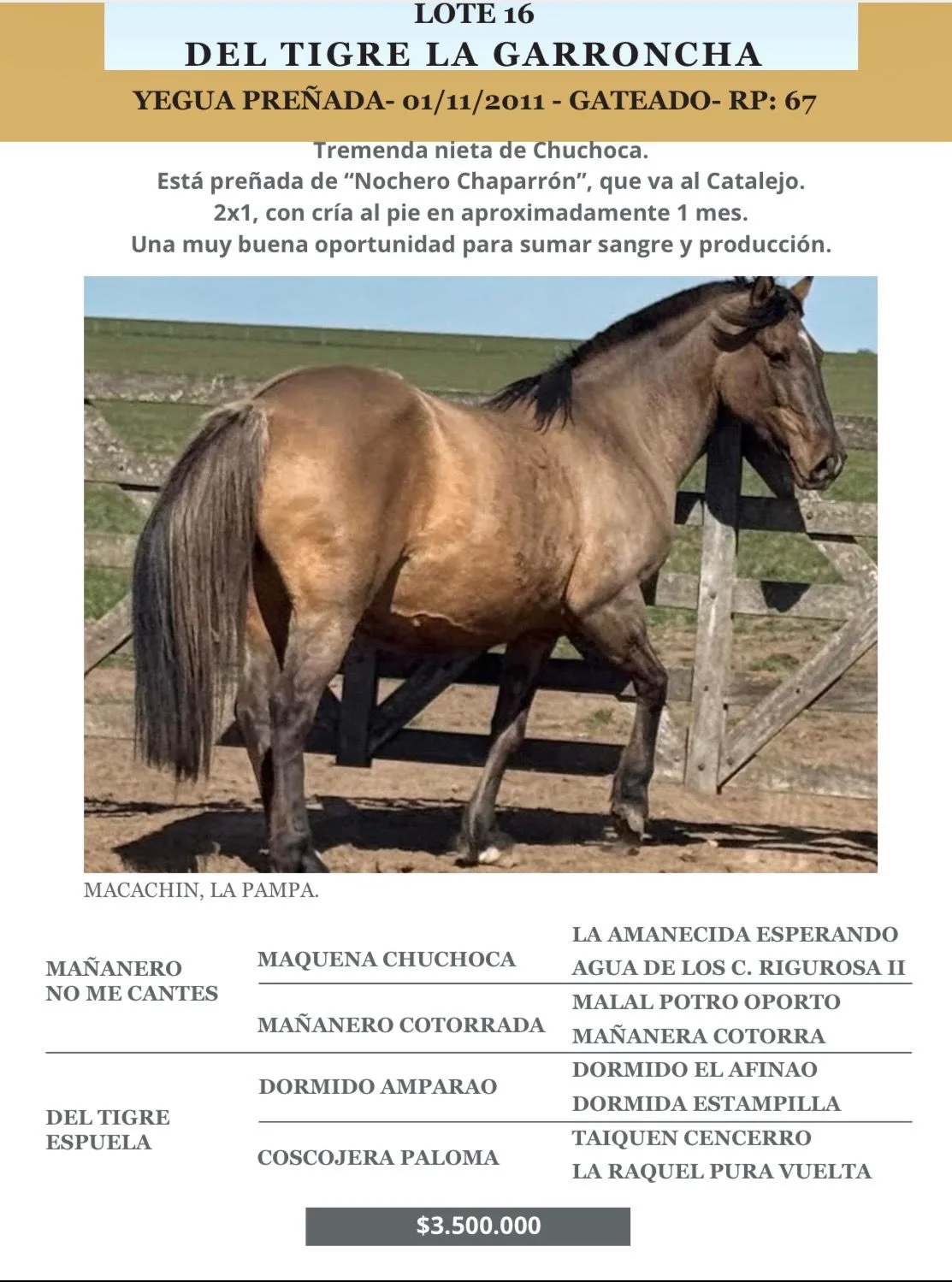 Del Tigre La Garroncha