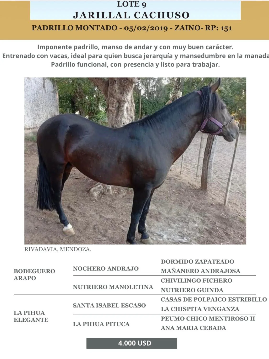 Jarillal Cachuso
