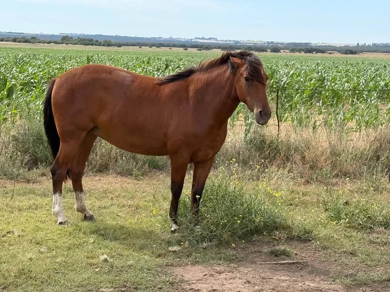 Medanal Herradura