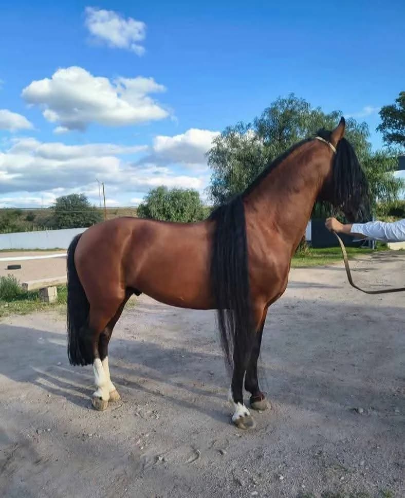 🐴Manosanta Impacto
