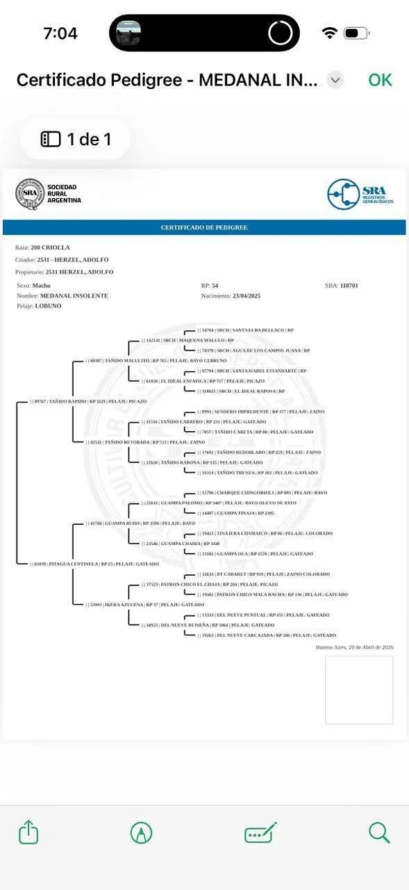 Medanal Insolente - Imagen 4