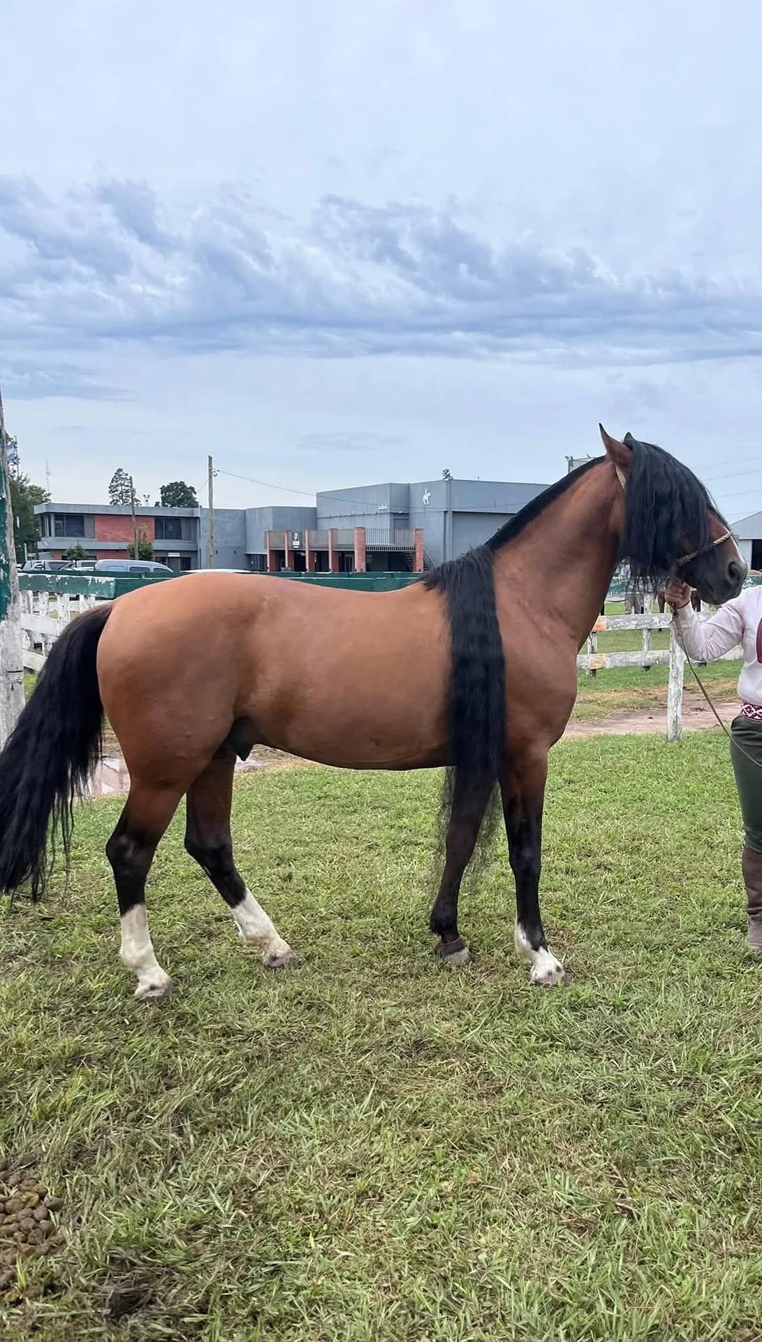 🐴Manosanta Impacto - Imagen 2