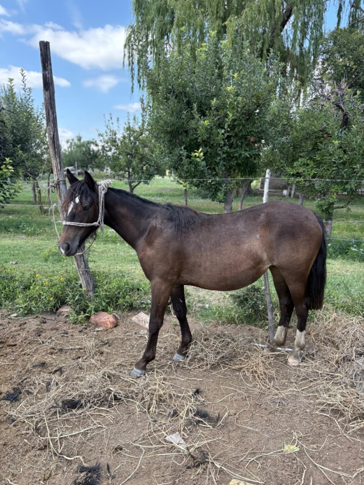 Santita Jarillal - Imagen 2