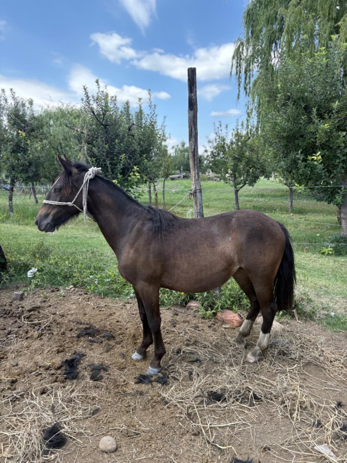 Santita Jarillal - Imagen 4