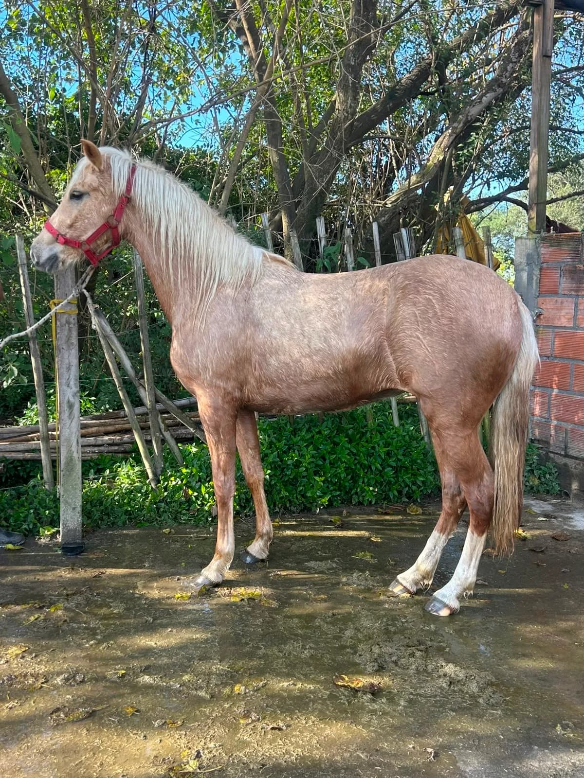 Los Encantos Paisanita - Imagen 1