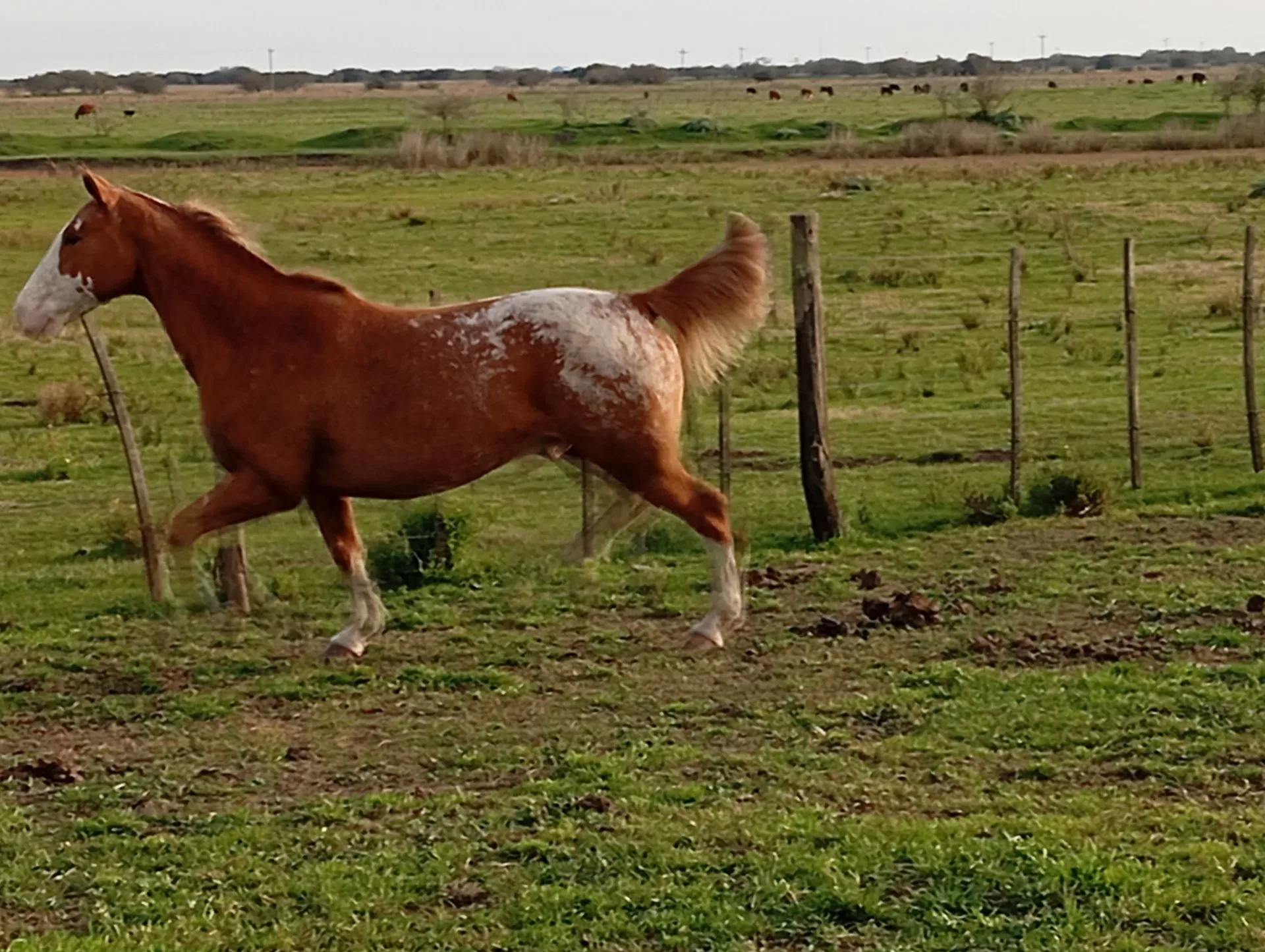 Pintos