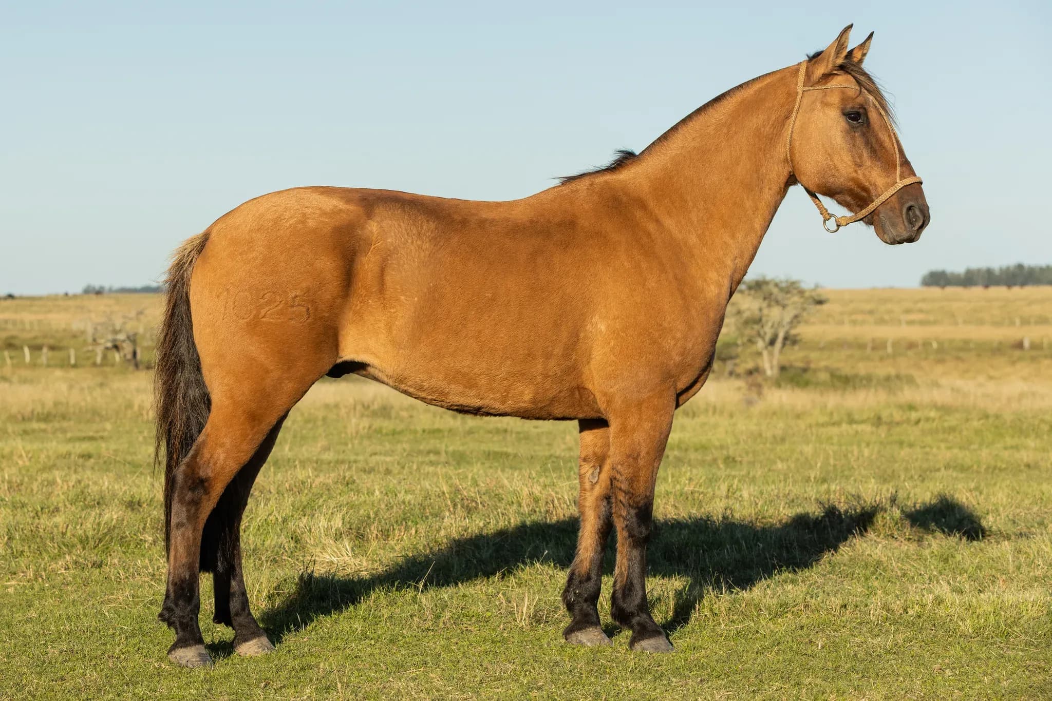 PYA GUAZÚ SOLTERO — lote 33