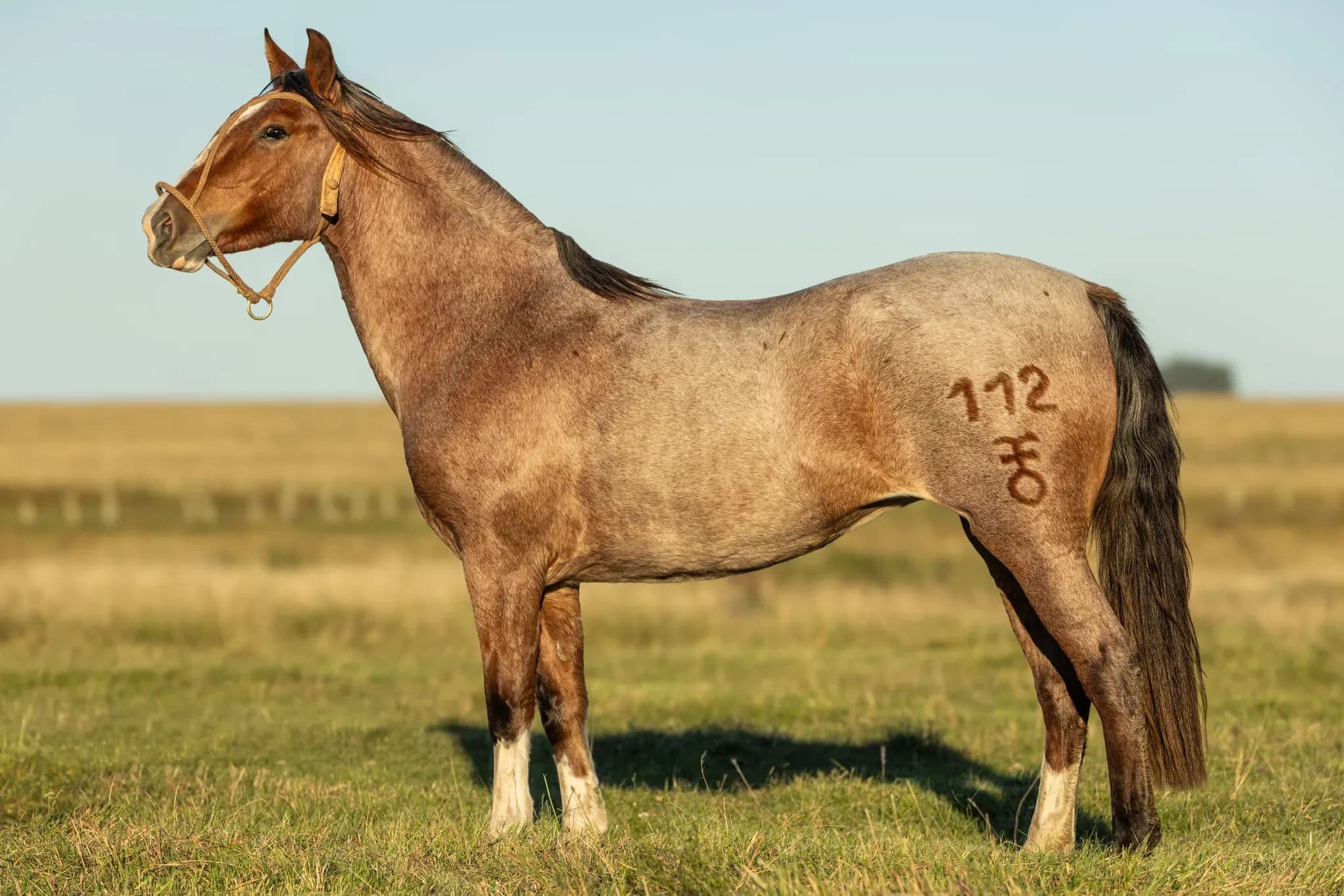 CHAMAICO CIDERA — lote 21