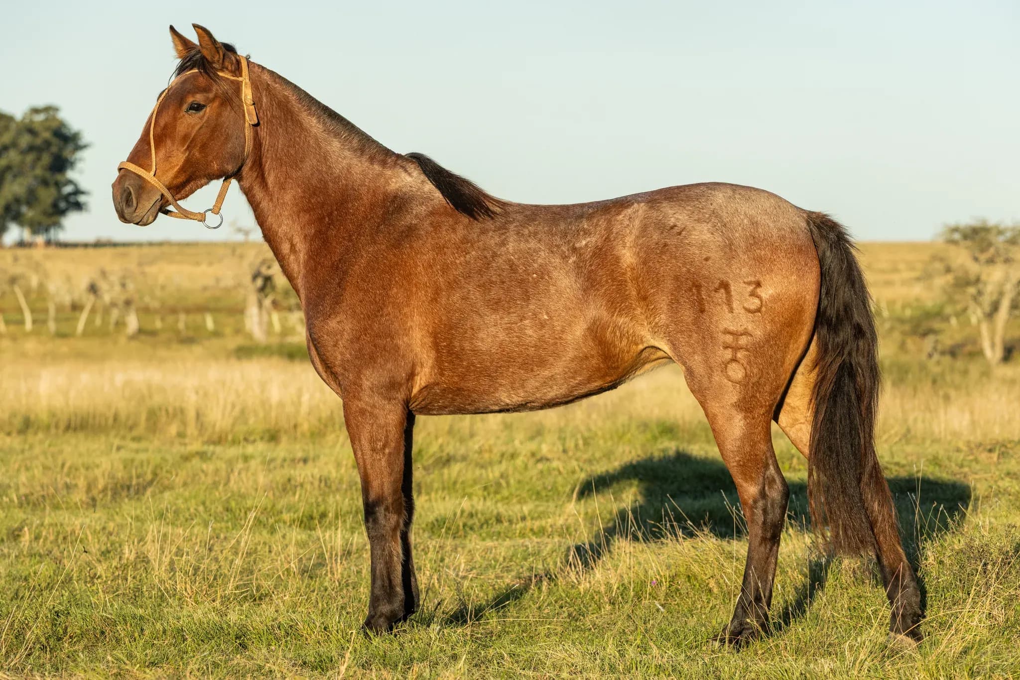 CHAMAICO PAYANCA — lote 22