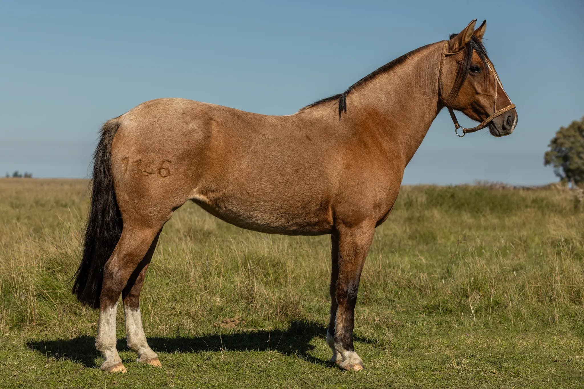 PYA GUAZÚ TORONJA — lote 25