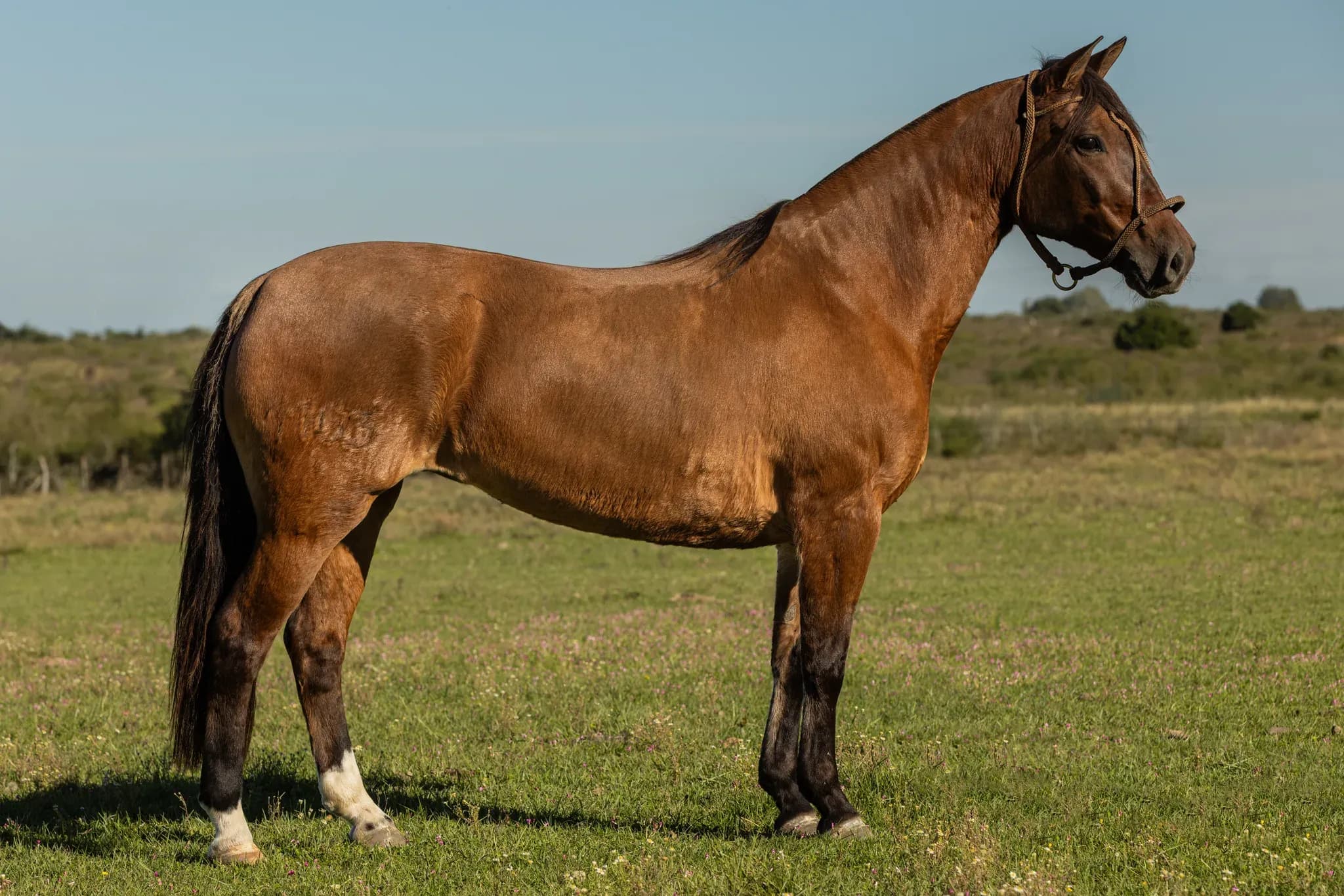 PYA GUAZÚ LA DOCENA — lote 24