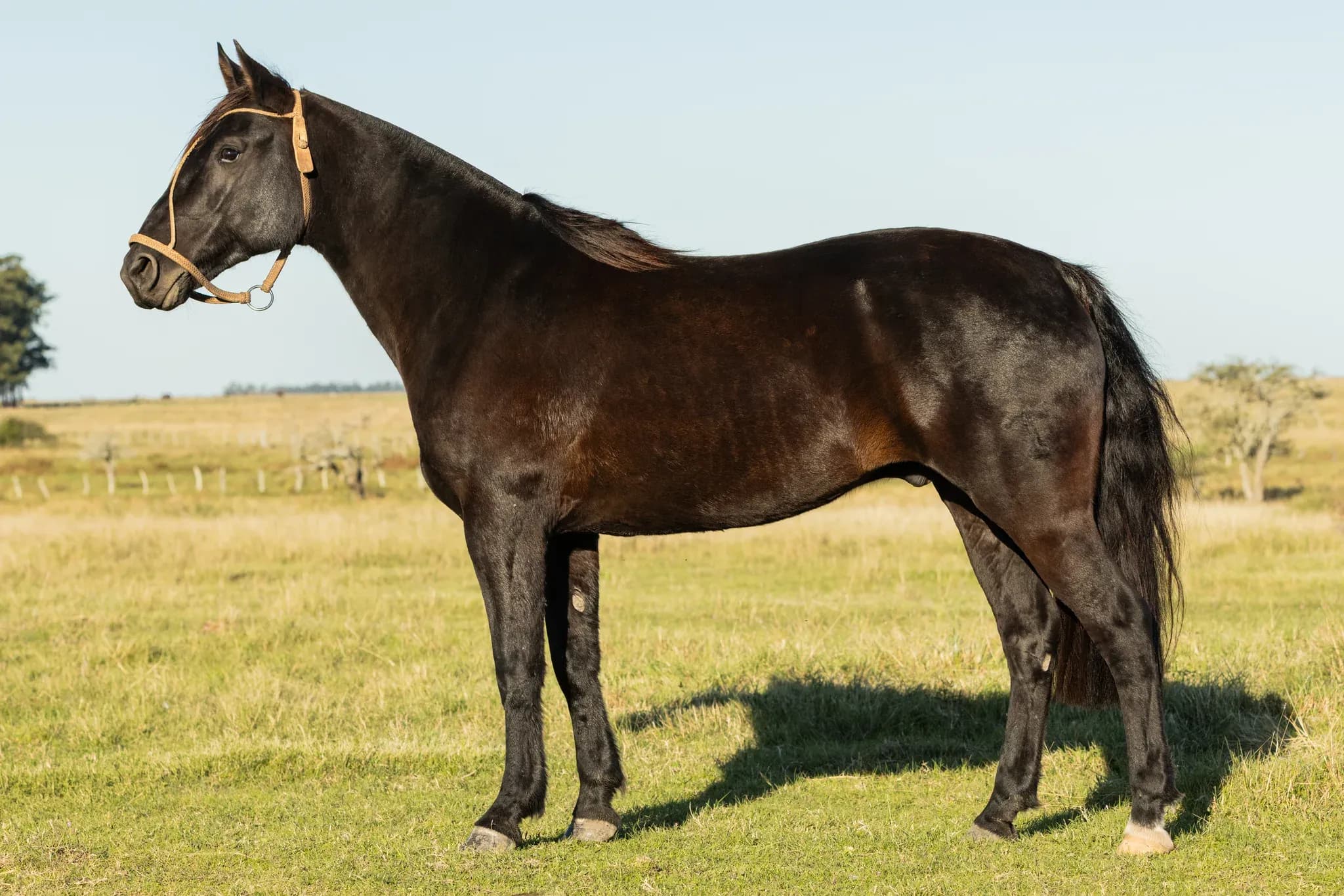 PYA GUAZÚ PATACON — lote 39