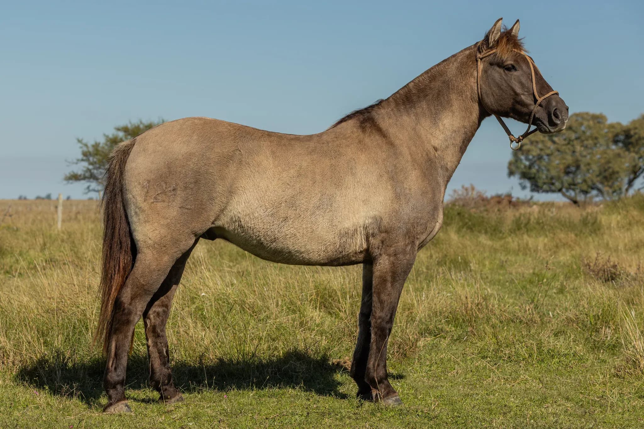 PYA GUAZÚ REVIRO — lote 35
