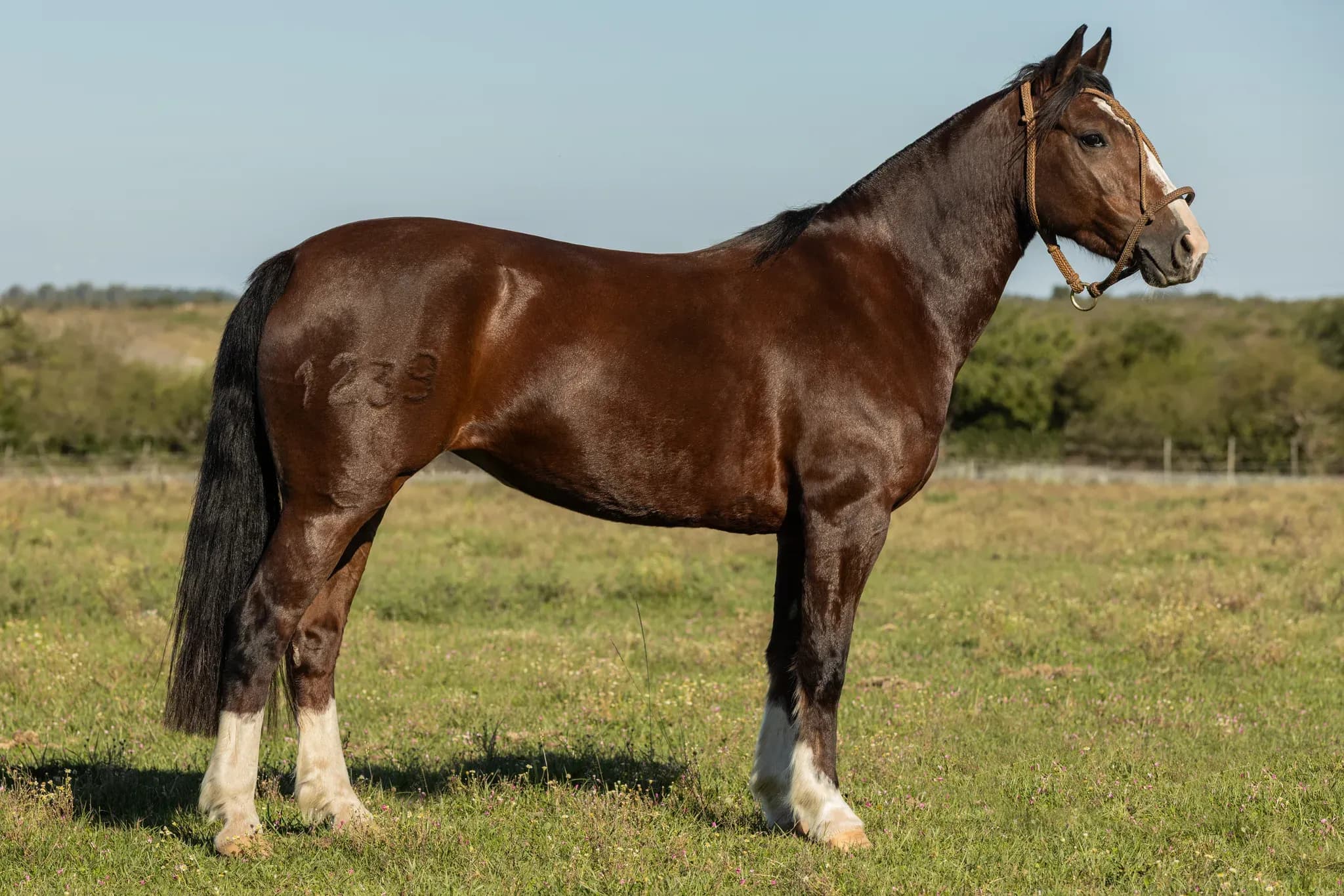 PYA GUAZÚ QUEPENA — lote 26
