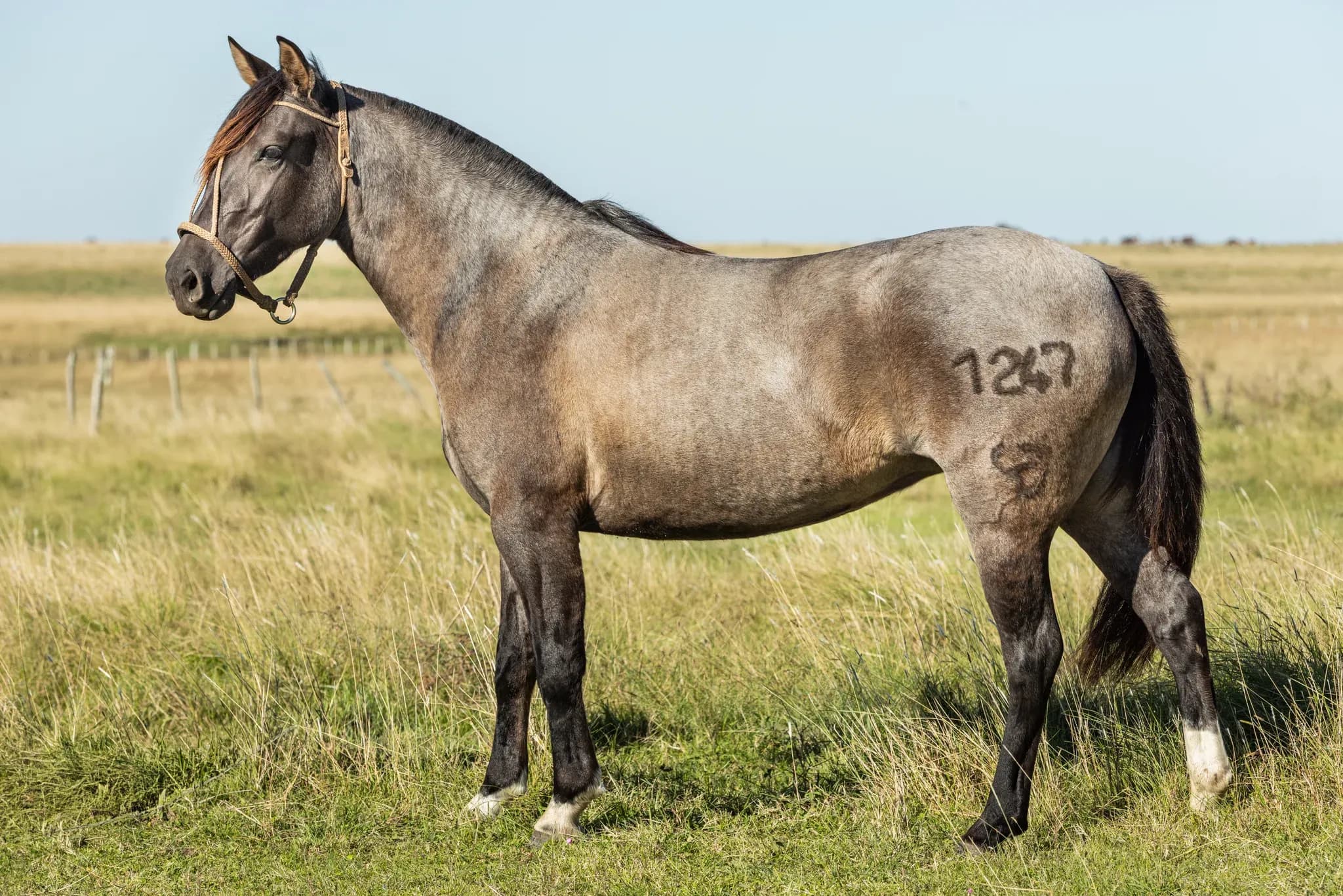 TINAJERA FAROFA — lote 20