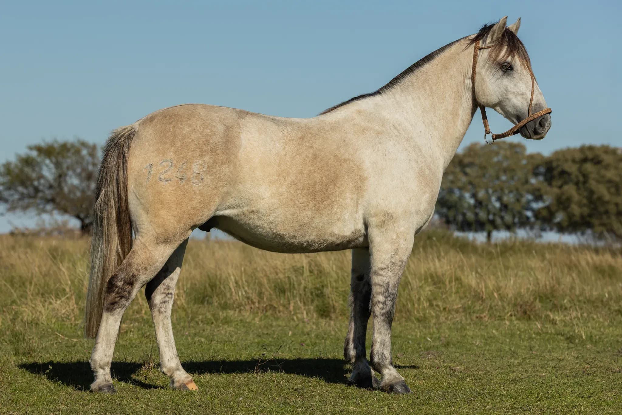 PYA GUAZÚ FLETE PORA — lote 38