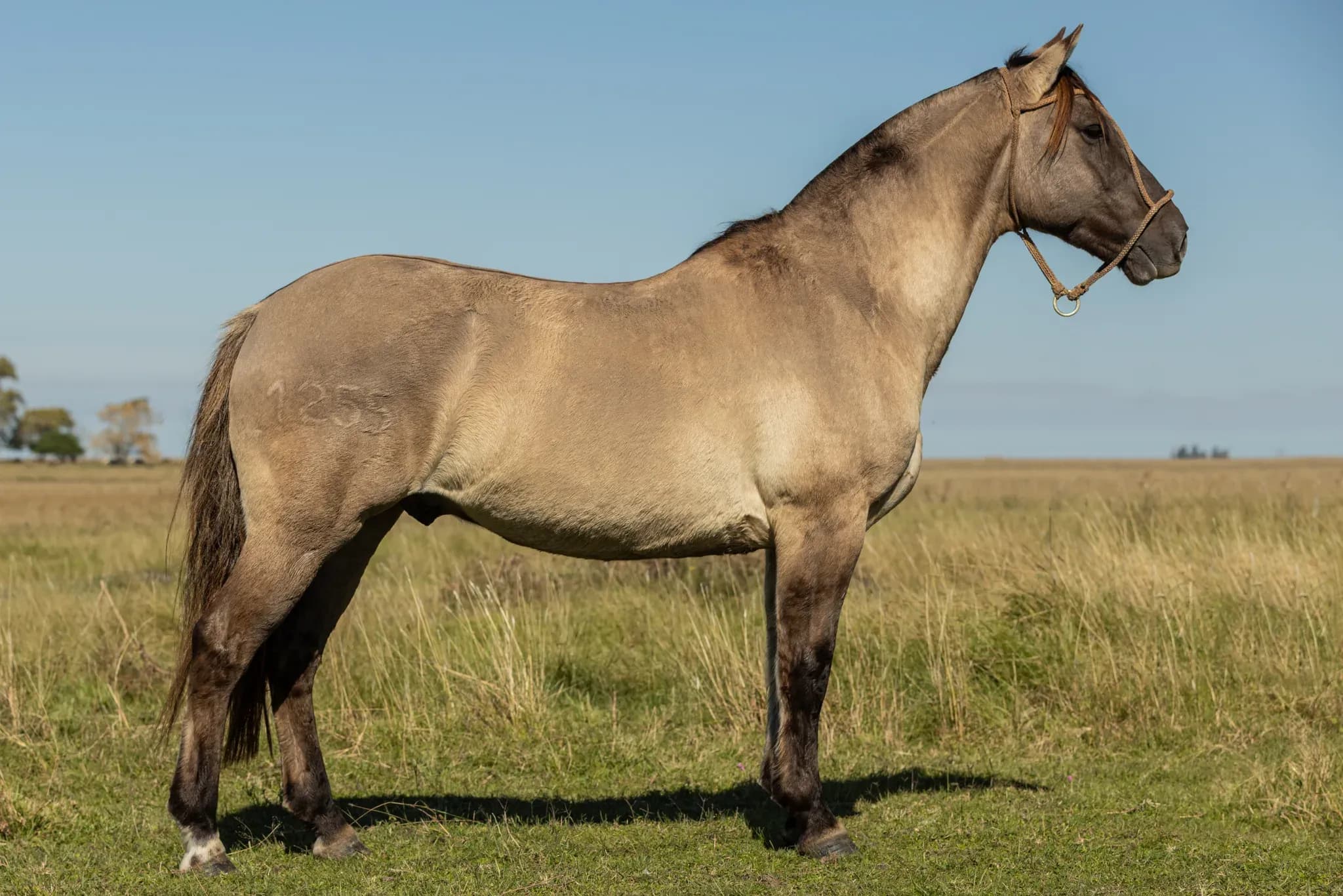 PYA GUAZÚ EL AGUILA — lote 34