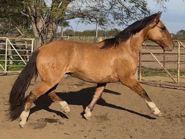 PYA GUAZU REPARTO — lote 47