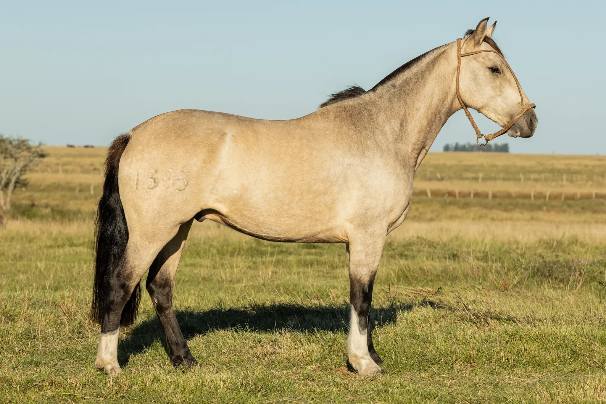 PYA GUAZÚ QUESERO — lote 40