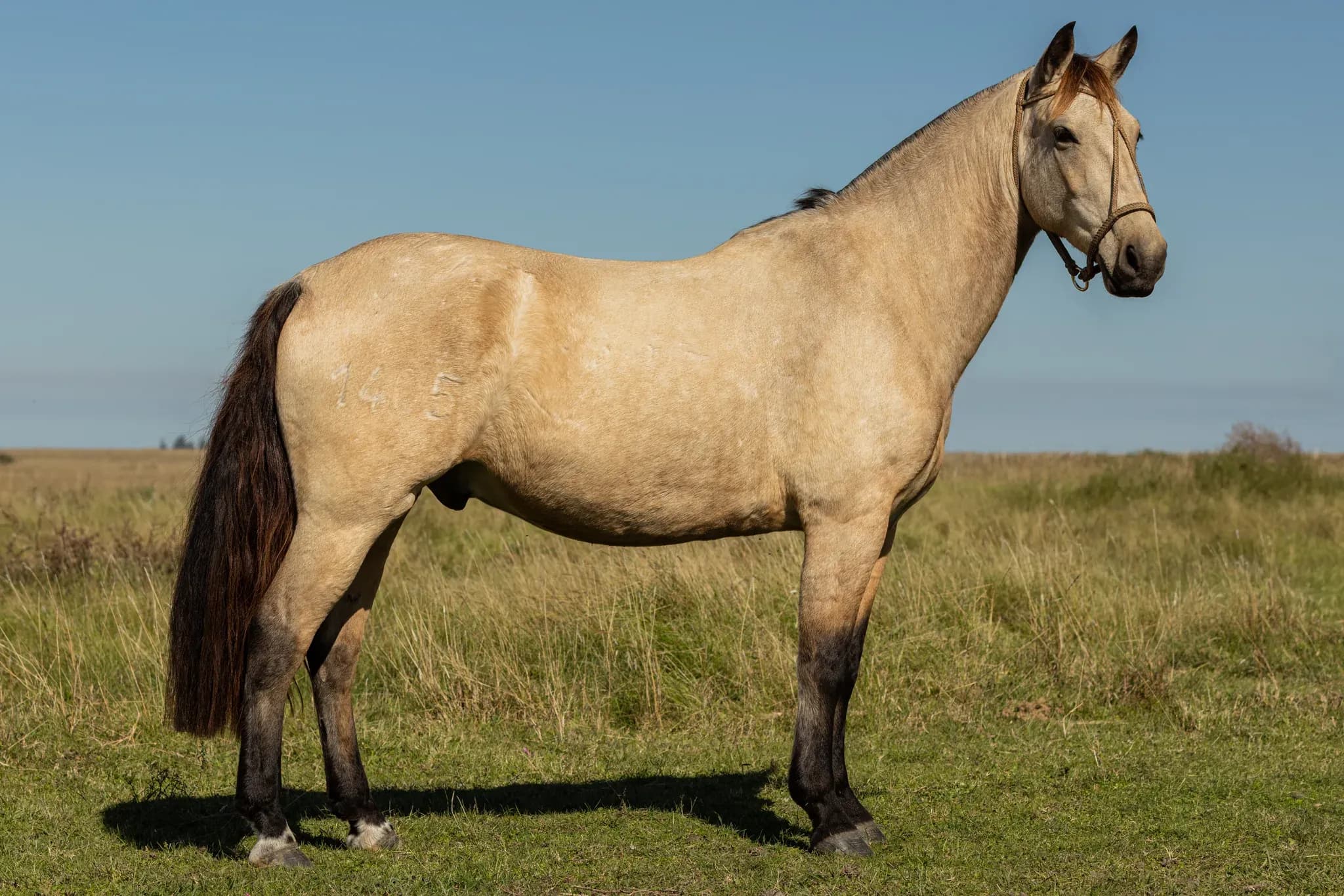 PYA GUAZÚ CONI 1405 — lote 37
