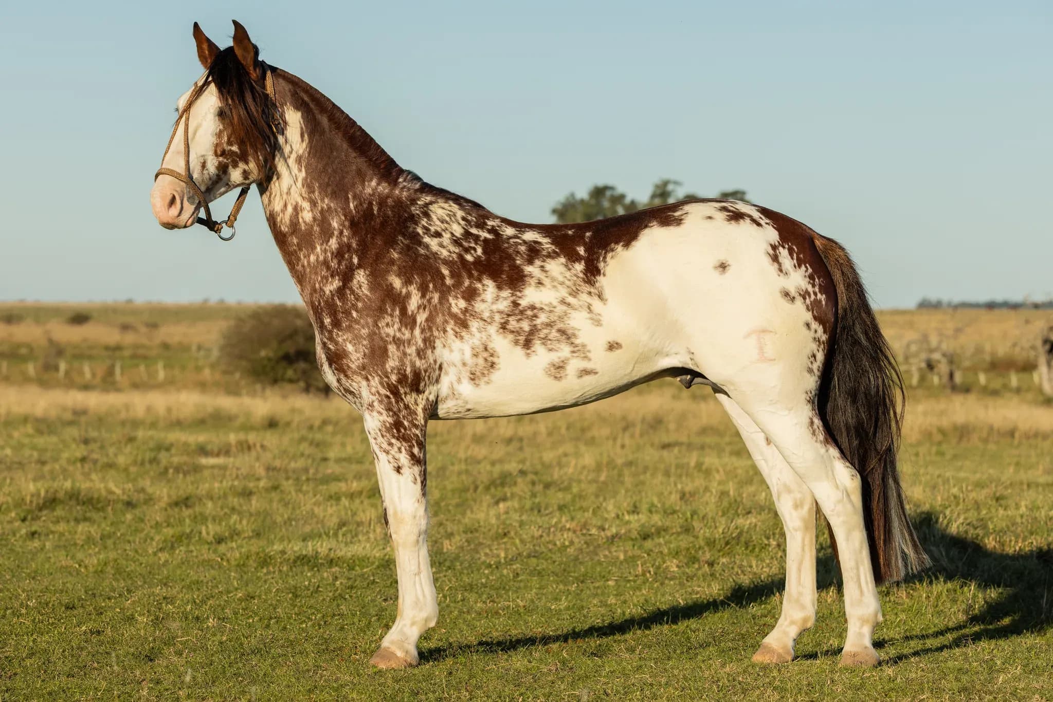 PYA GUAZÚ BORRACHIN — lote 27