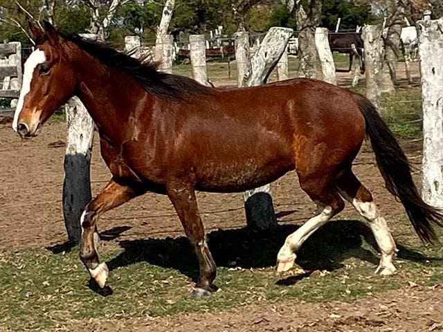 PYA GUAZU CONI 1419 — lote 46