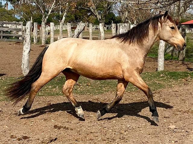 PYA GUAZU CONI 1420 — lote 44