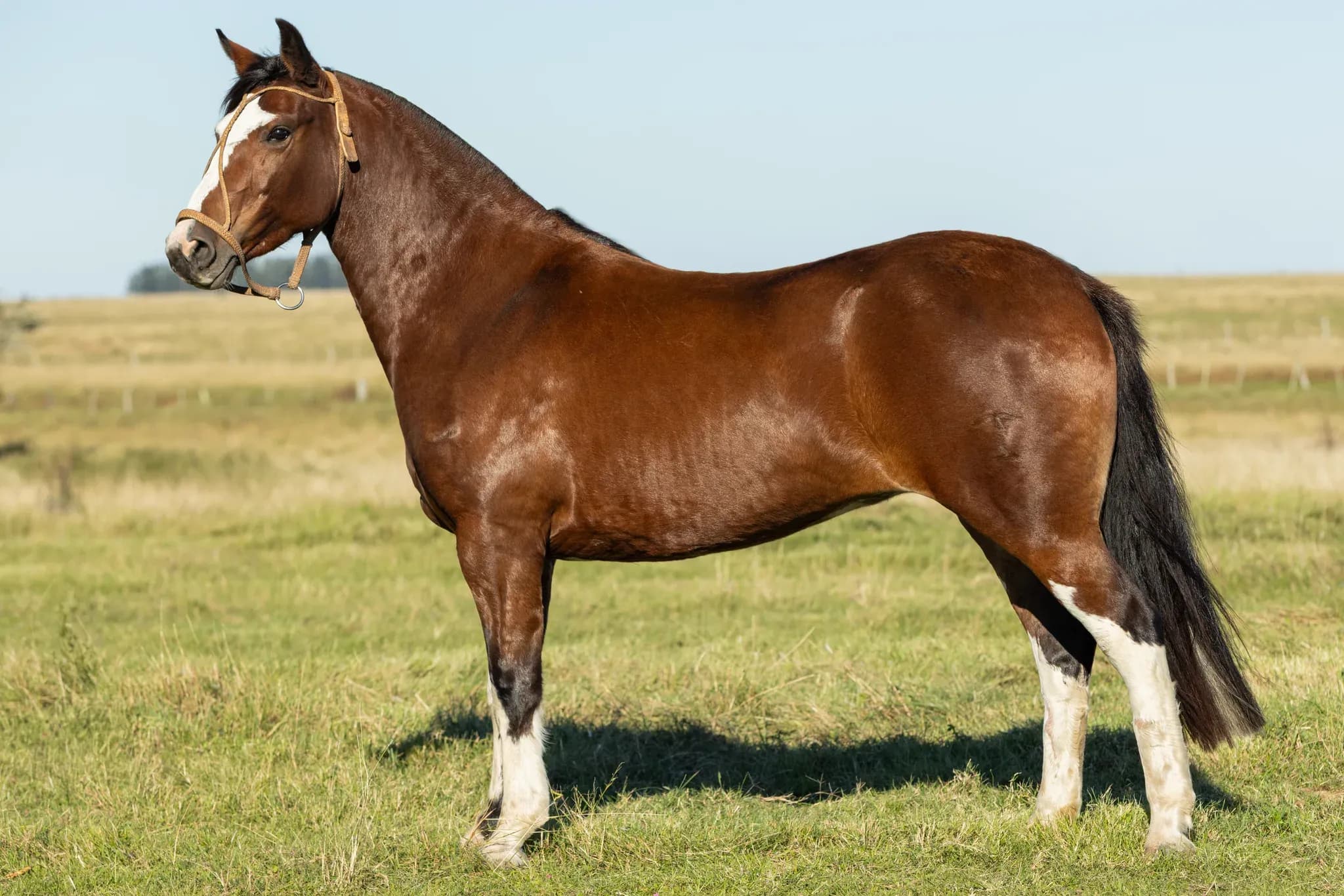 PYA GUAZÚ ILUCION — lote 3