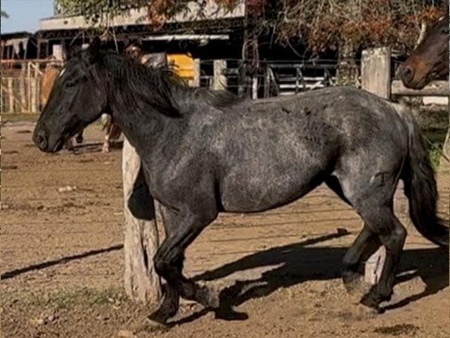 PYA GUAZU ORIENTAL 1431 — lote 51