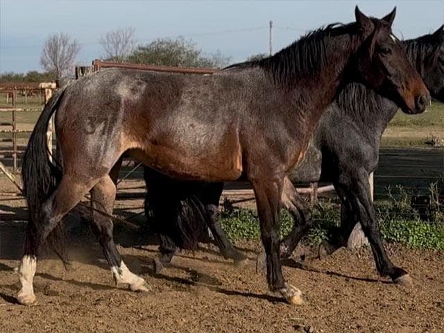 PYA GUAZU ORIENTAL 1432 — lote 52