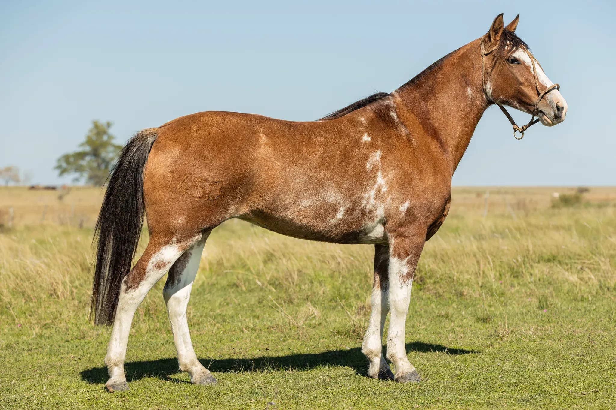 PYA GUAZÚ INTERNA — lote 10