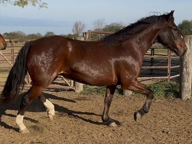 PYA GUAZU PELADO — lote 48