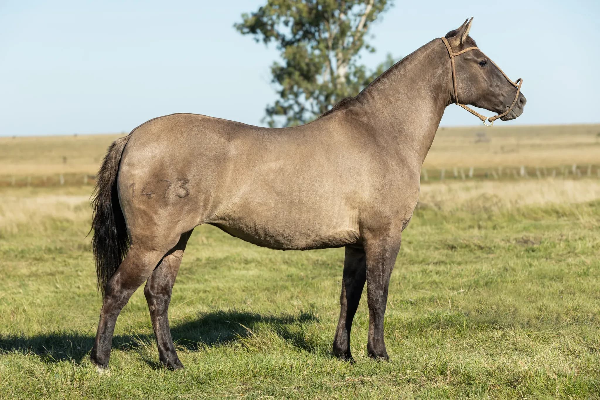 PYA GUAZÚ MENTOLADA — lote 18