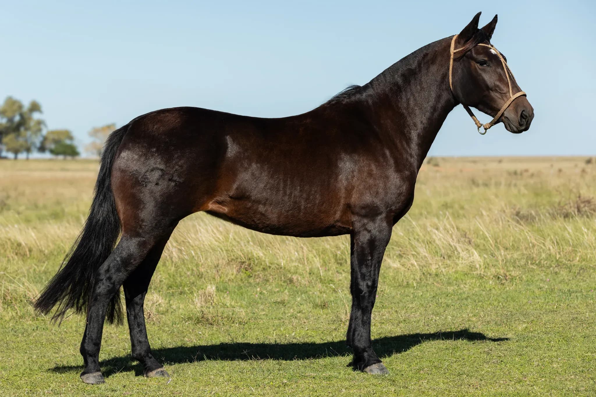 PYA GUAZÚ INDIA — lote 4