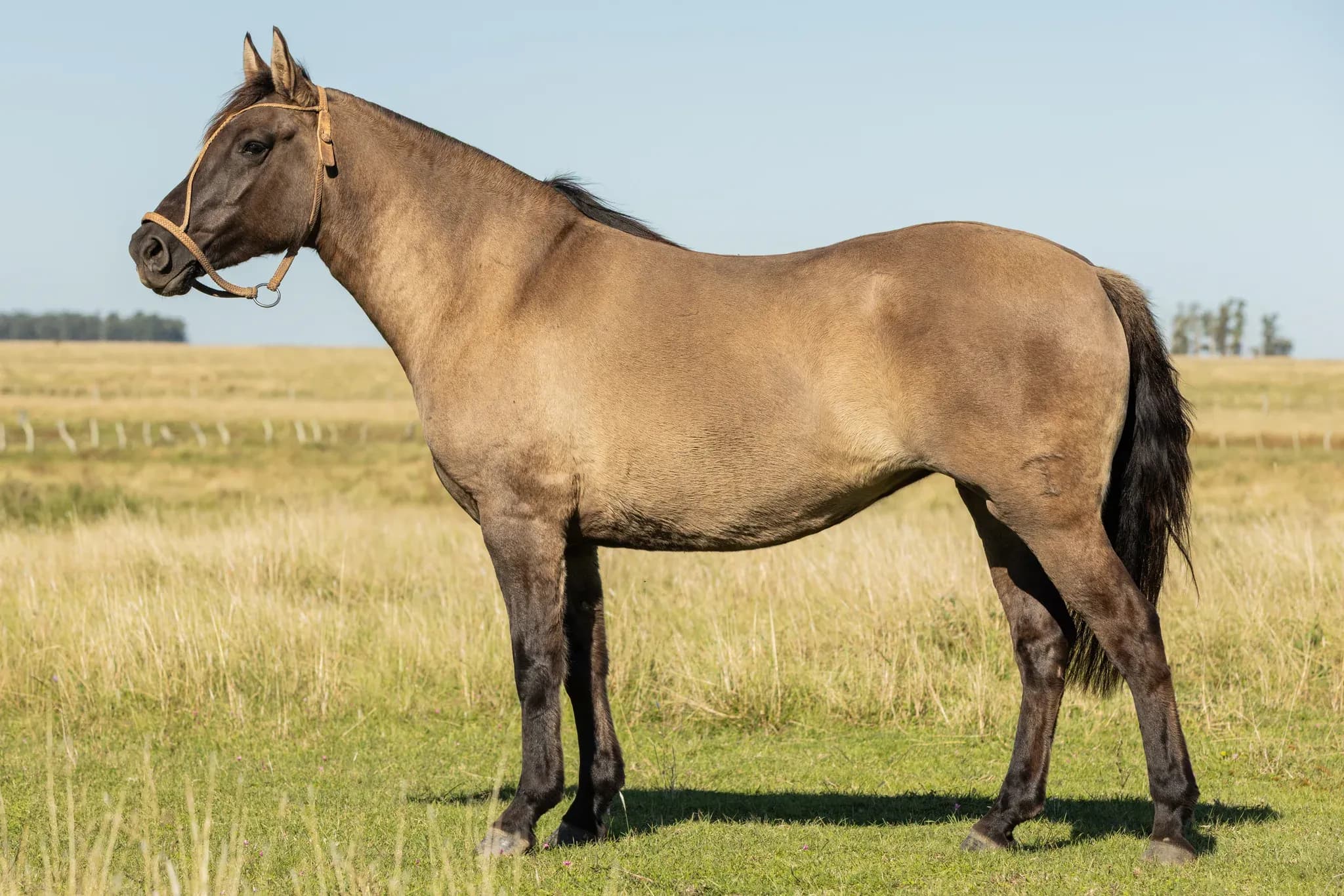 PYA GUAZÚ ESQUIVA — lote 8