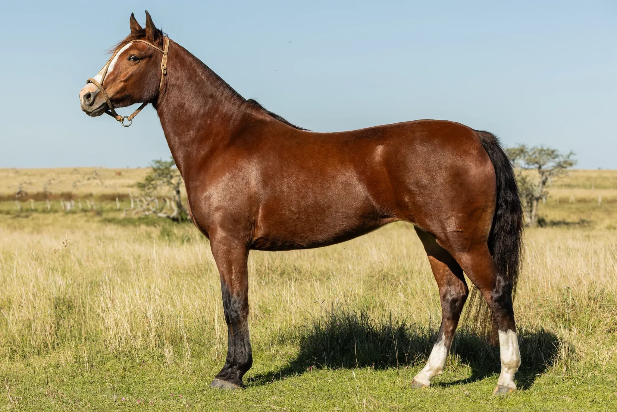PYA GUAZÚ CUCHILLA — lote 9