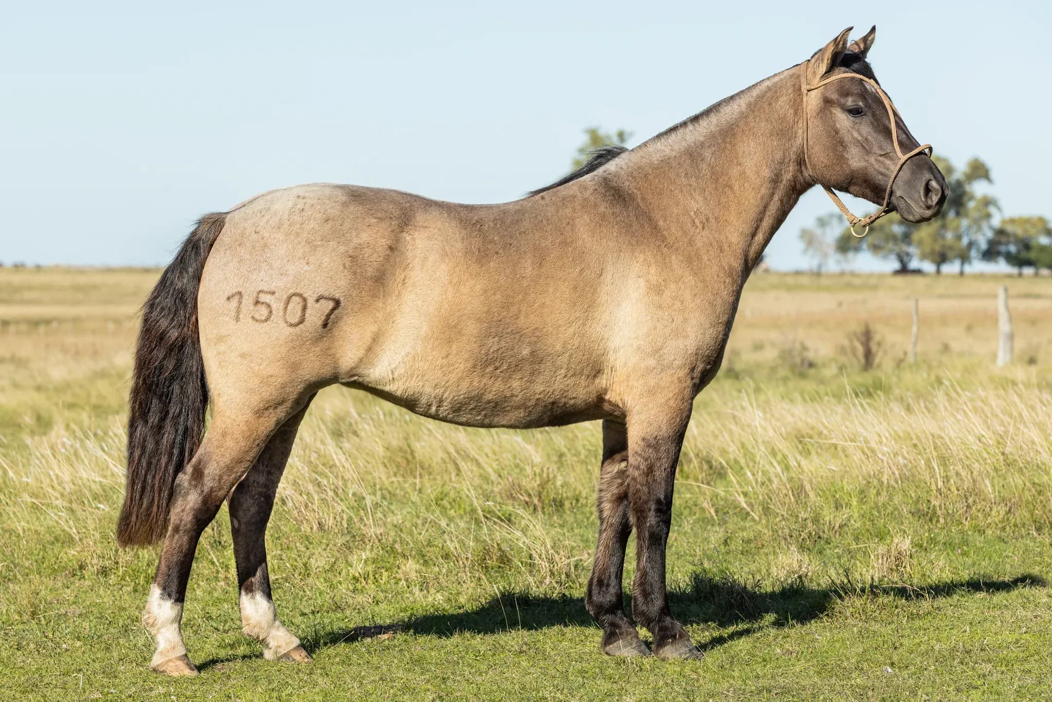 PYA GUAZÚ YNAMBU — lote 13