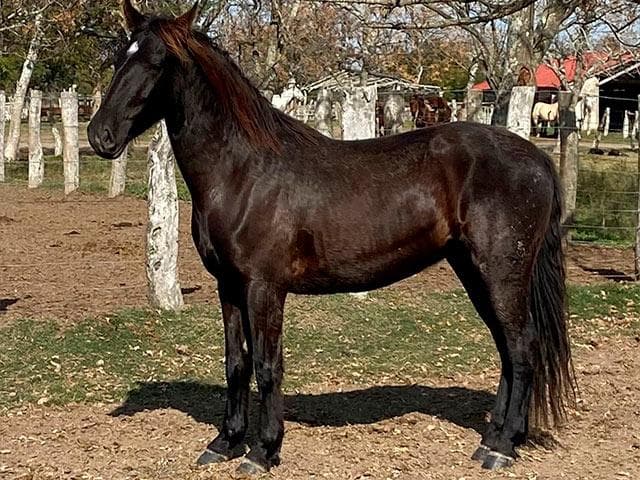 PYA GUAZU NUTRIERO — lote 45