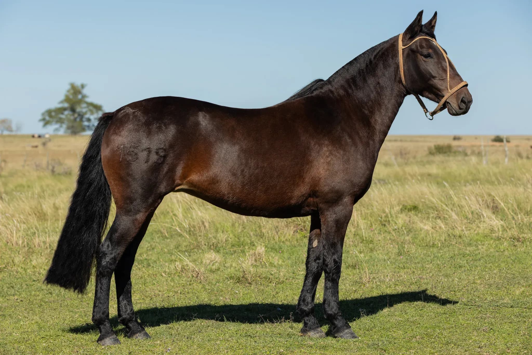 PYA GUAZÚ IMPERIAL — lote 5