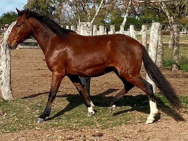 PYA GUAZU EQUIVOCADO — lote 42