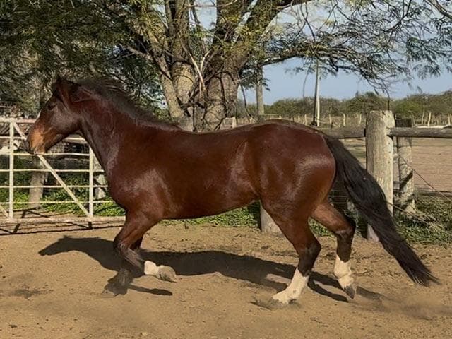 PYA GUAZU DESCONFIADO — lote 50
