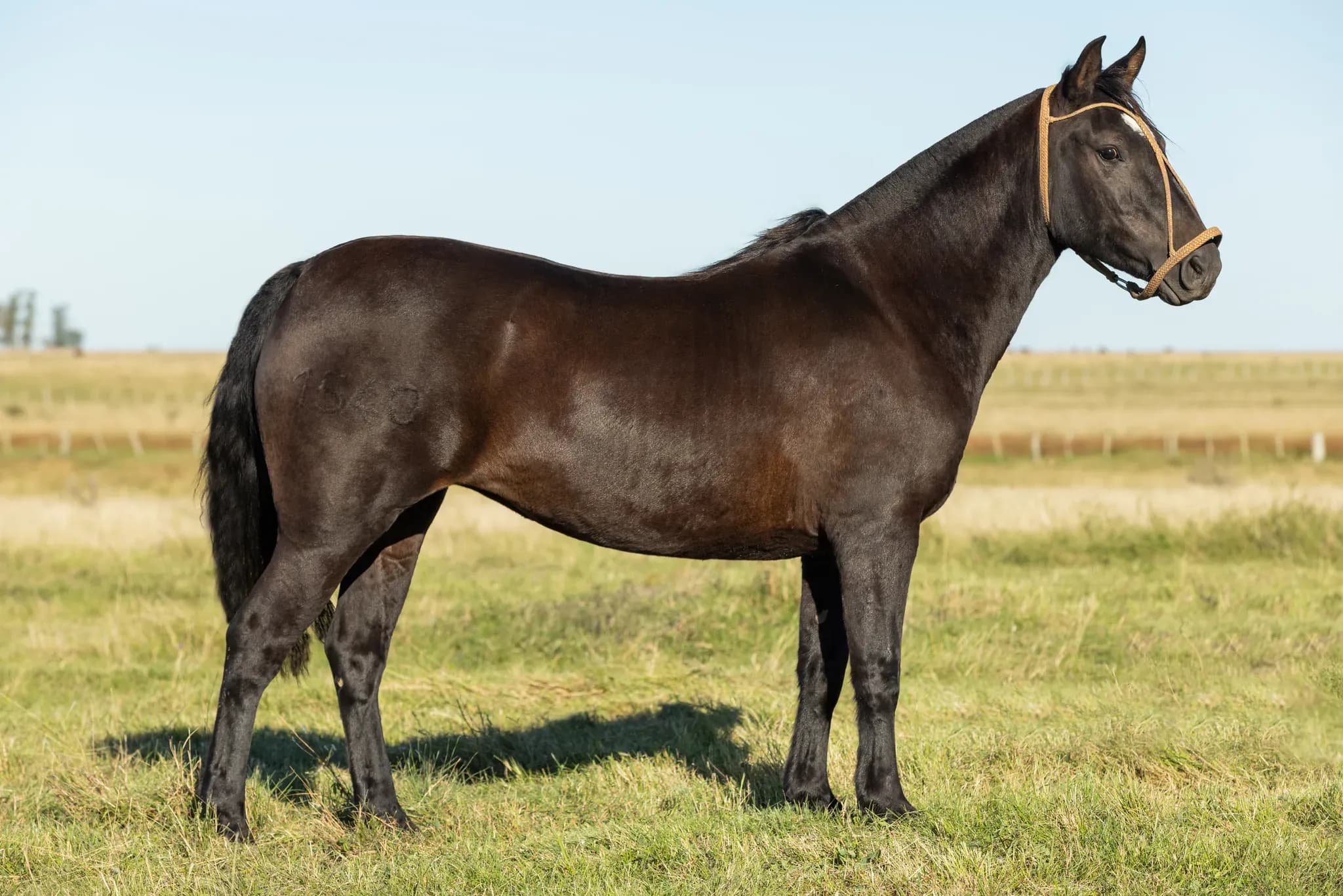 PYA GUAZÚ REBRUJA — lote 15