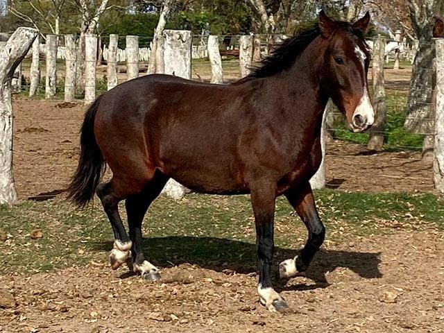 PYA GUAZU CERVANTES — lote 43