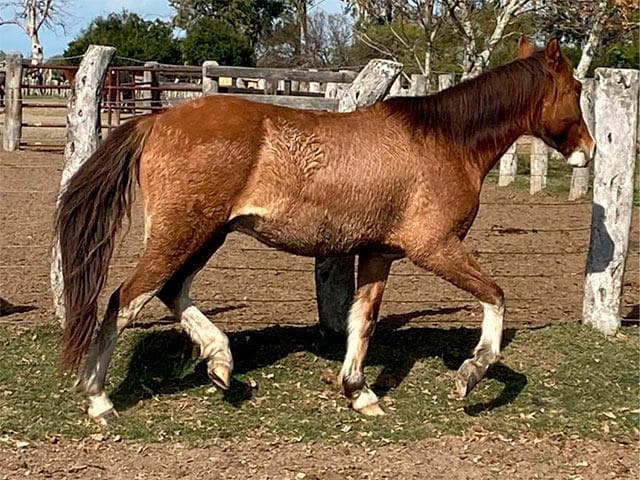 PYA GUAZU MANDÓN — lote 41