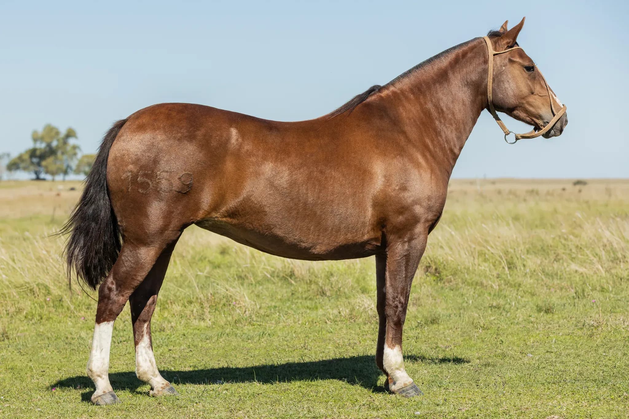 PYA GUAZÚ SOBRECINCHA — lote 7