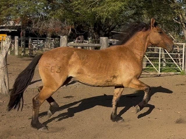 PYA GUAZU MEJILLON — lote 49