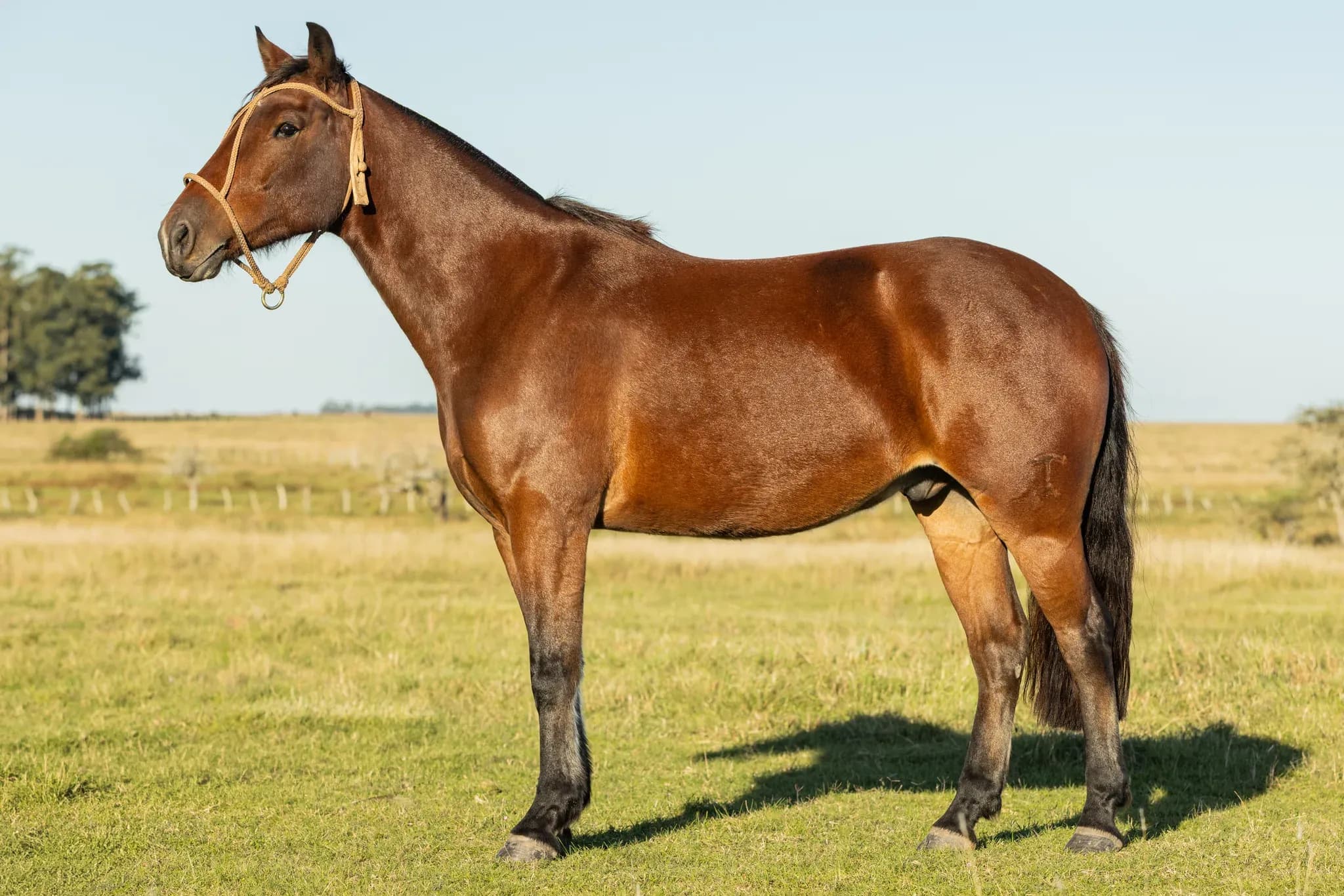 PYA GUAZÚ LUICHO — lote 36